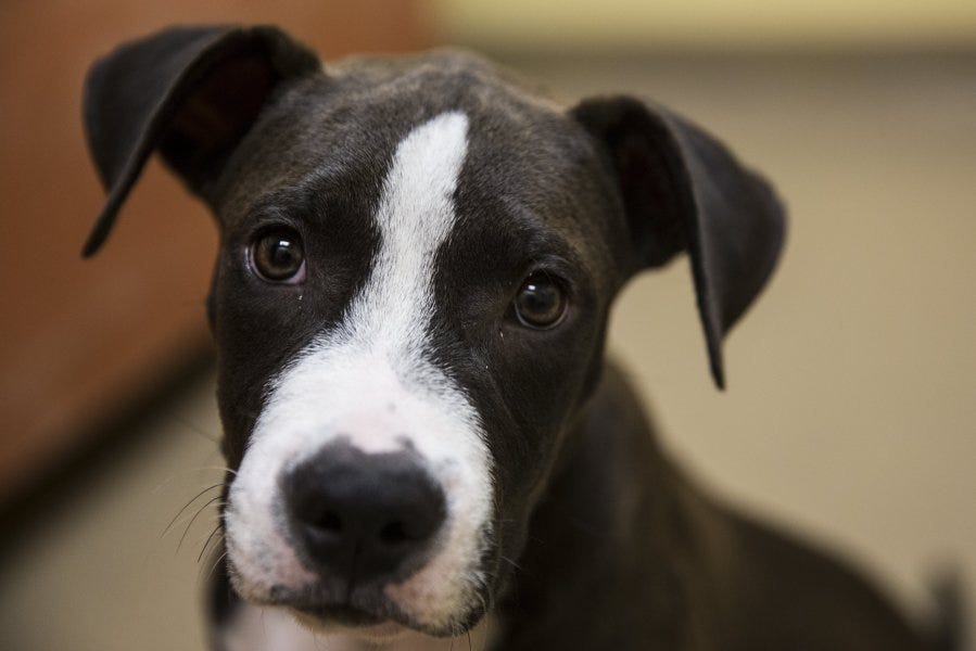 naples humane society dogs for adoption